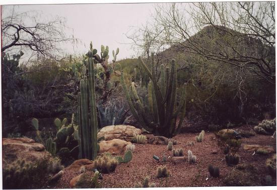 沙漠植物园-凤凰城必去景点