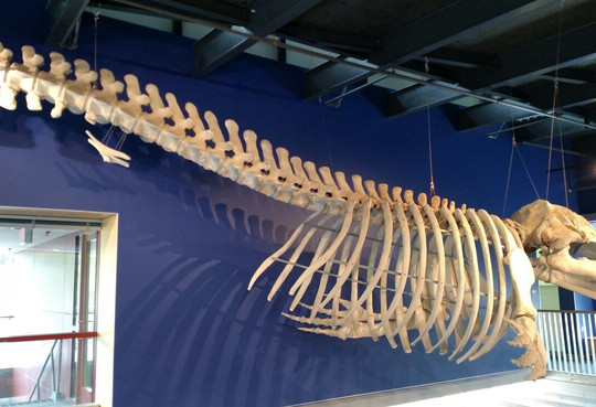 Kodiak National Wildlife Refuge Visitor Center-Kodiak必去景点