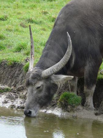 Port Lympne Reserve景点图片