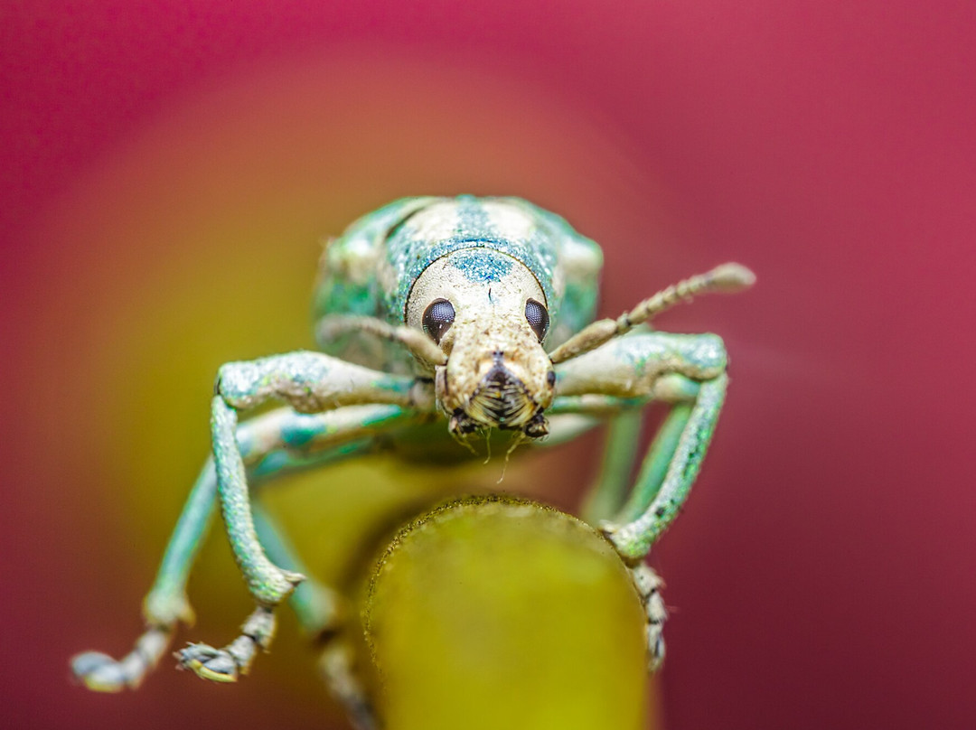 Volcan Cumbal-Cumbal必去景点