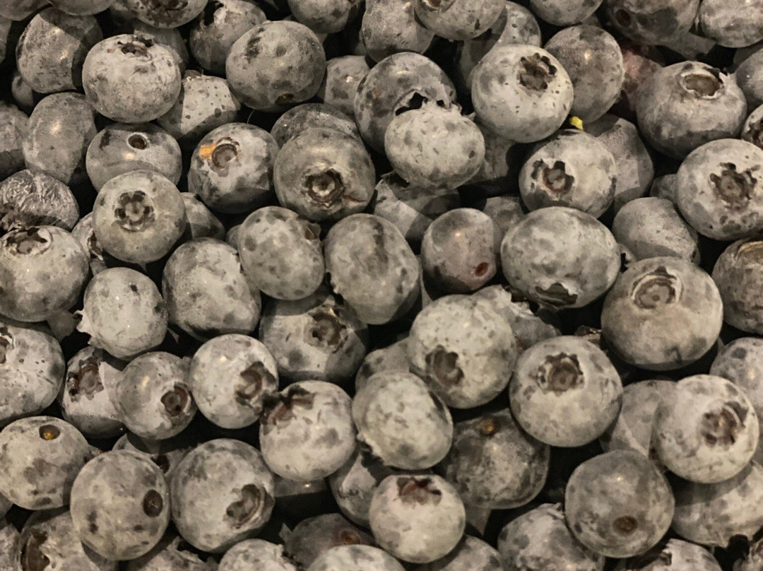 S. Kamphuis Blueberries-荷兰村必去景点