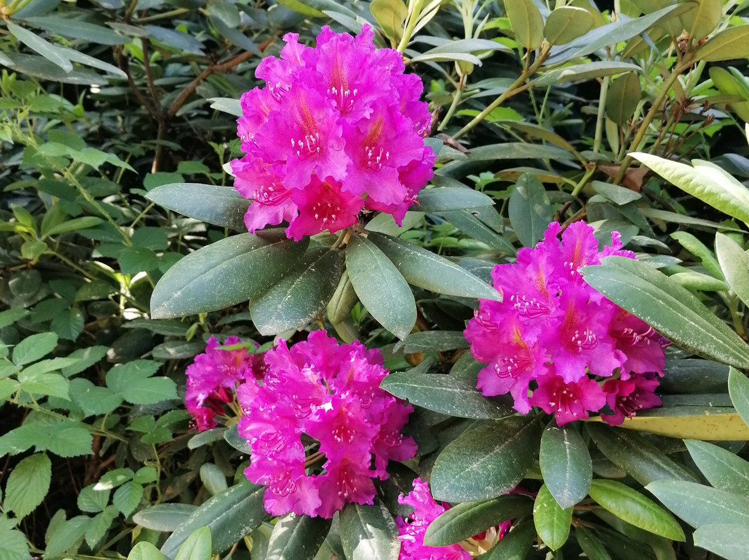 Rhododendronpark Kromlau-Kromlau必去景点