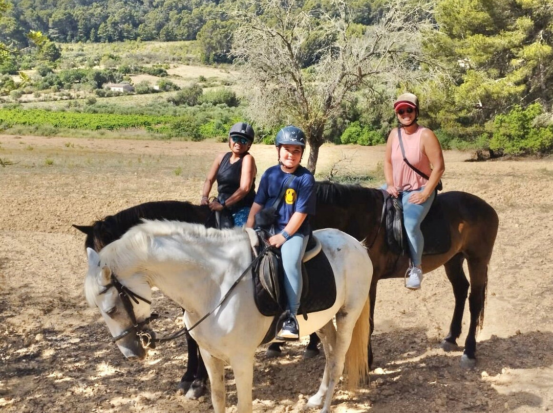 Mallorca Horses景点图片