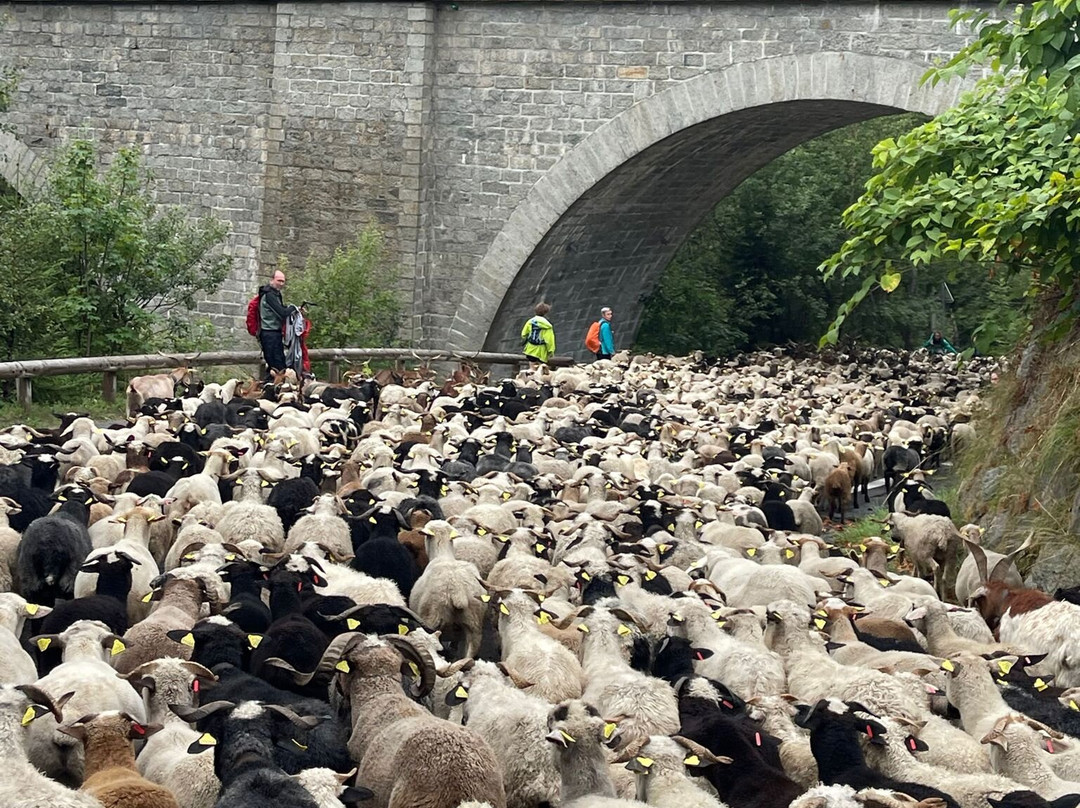 Transhumance Festival in Argentière