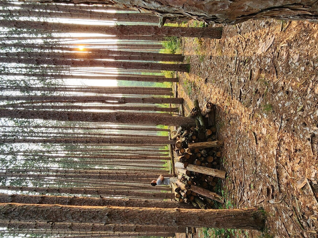 Oak Openings Preserve Metropark