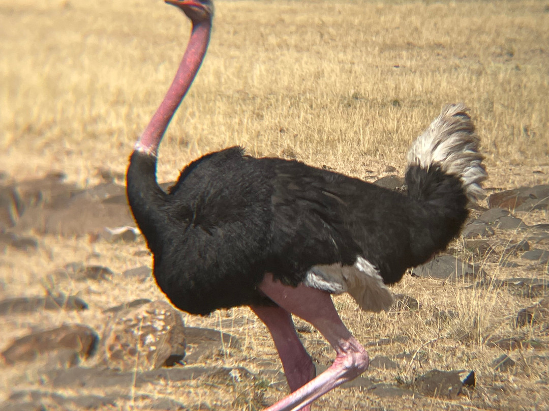 Wild Voyager-纽约市必去景点