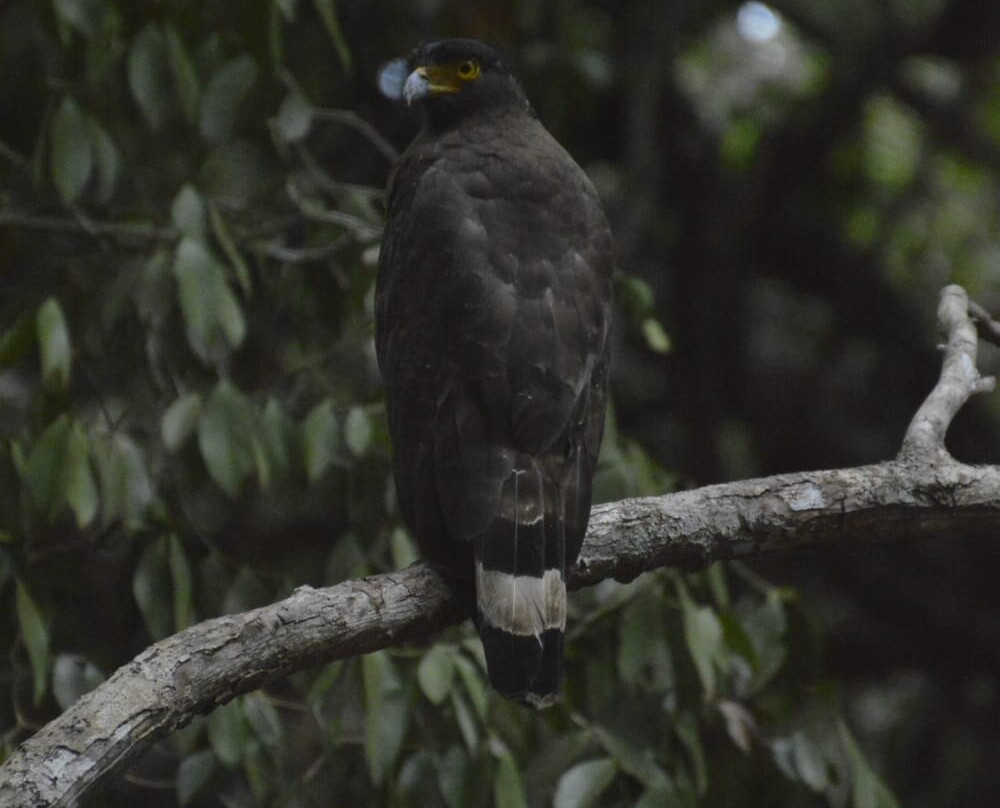 Punsisi jeep service and restaurants-Nochchiyagama必去景点