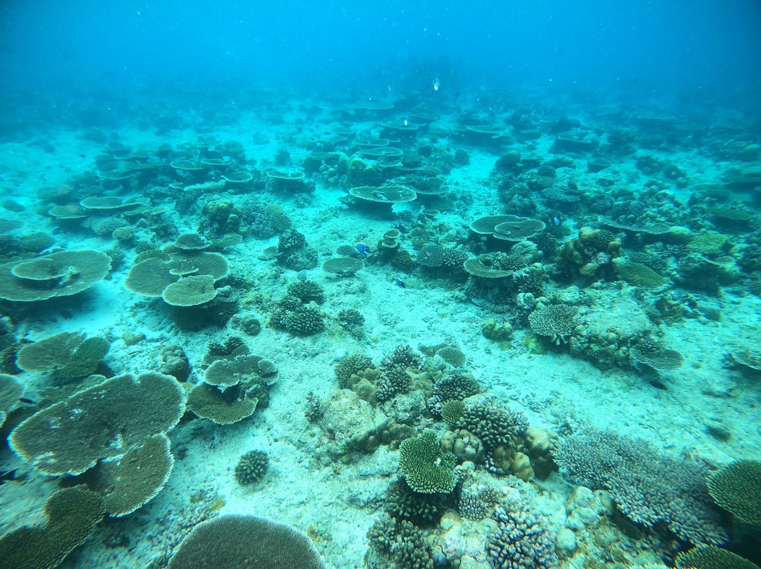 Dive Butler Finolhu-Kanufushi必去景点