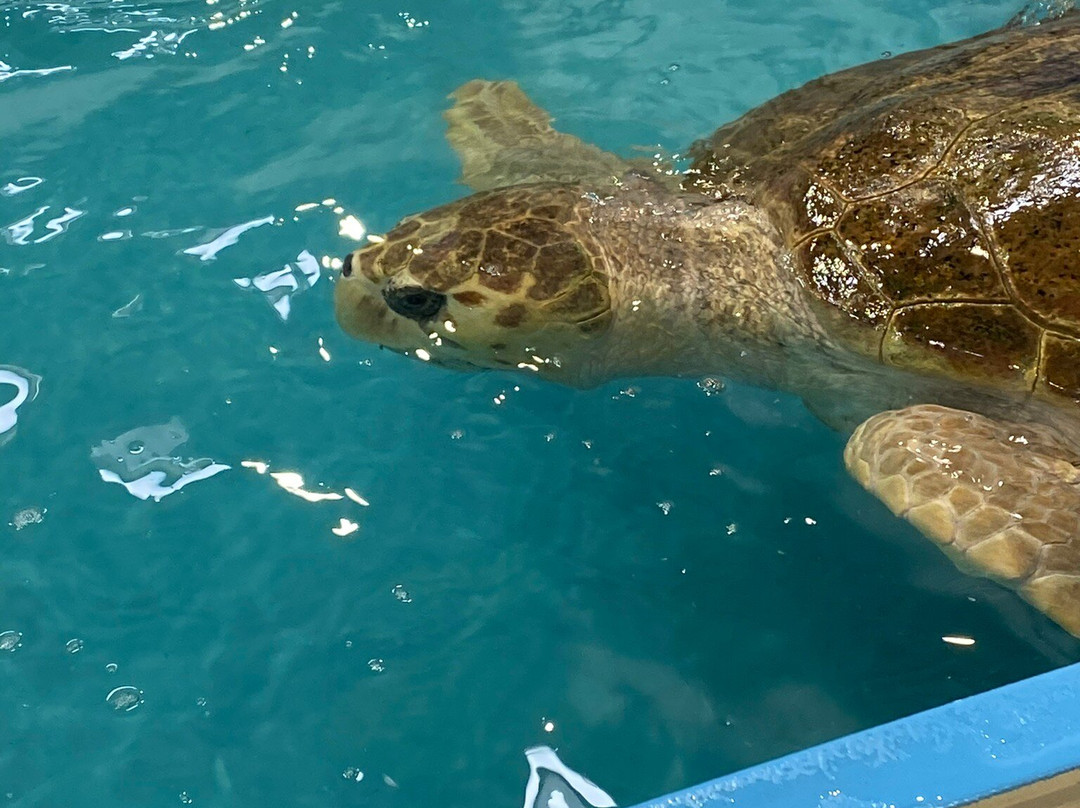 The Karen Beasley Sea Turtle Rescue and Rehabilitation Center景点图片