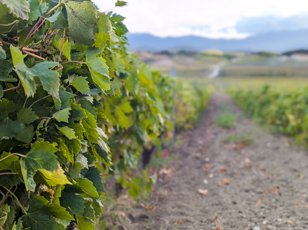 Corsica Wine Tours-Bastia必去景点