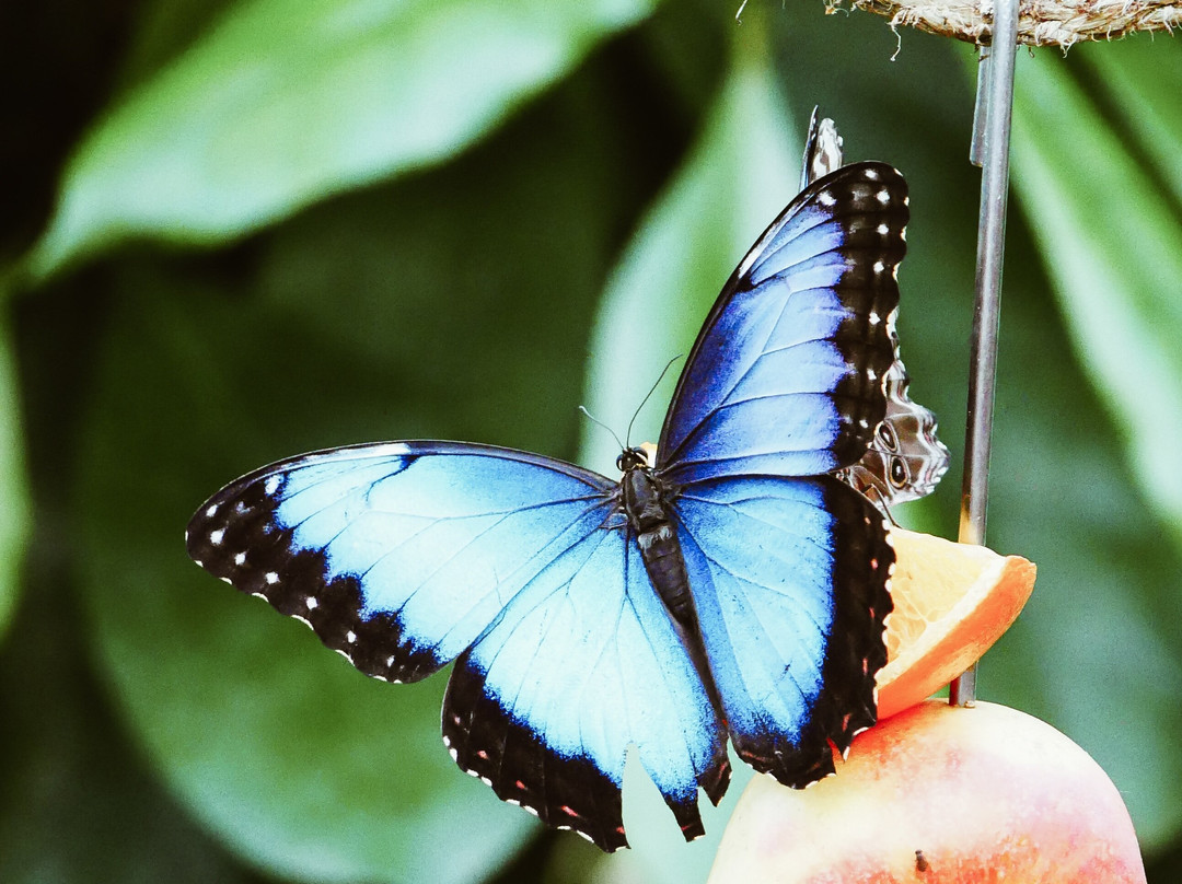 My Time Butterfly Garden-Miramar必去景点