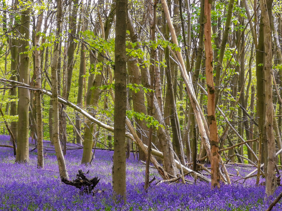Weald Country Park景点图片