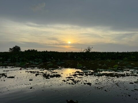 Thale Noi Waterfowl Park-郡干仑必去景点