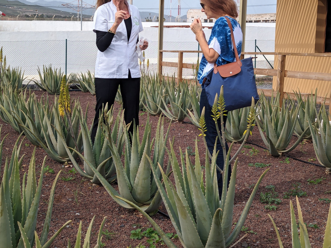 Finca Canarias Aloe Vera景点图片