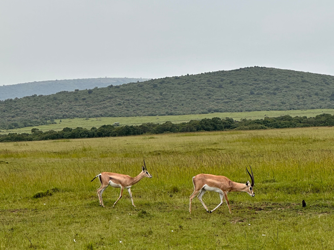 Natural World Kenya Safaris-Masai Mara景点图片