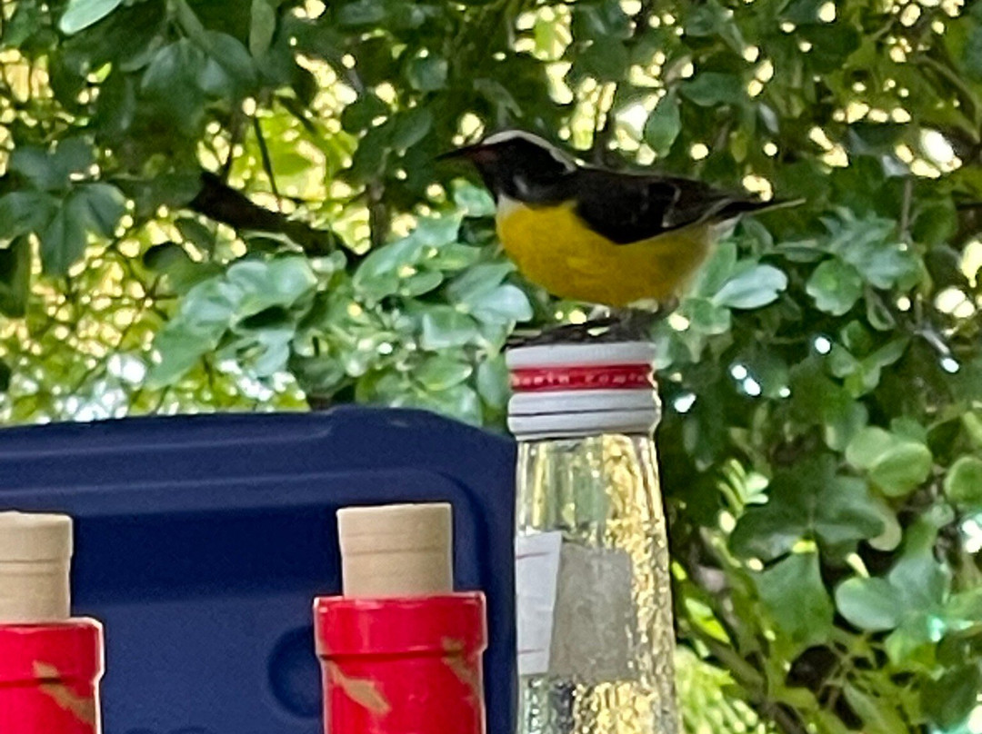 Landhuis Chobolobo-威廉斯塔德必去景点