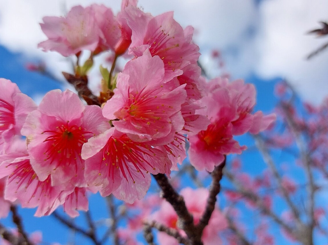 Motobu Yaedake Cherry Blossom Matsuri景点图片