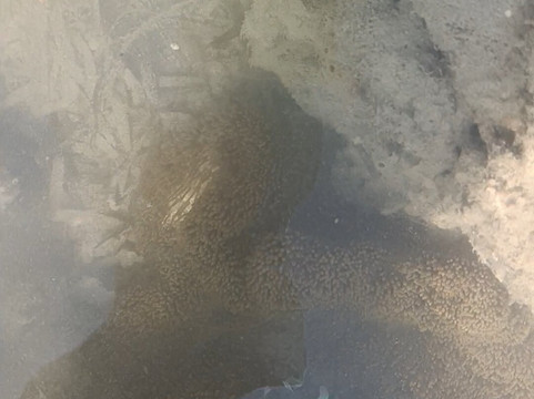 Habitat Institute Activity Centre, Seashell-哈夫洛克岛必去景点