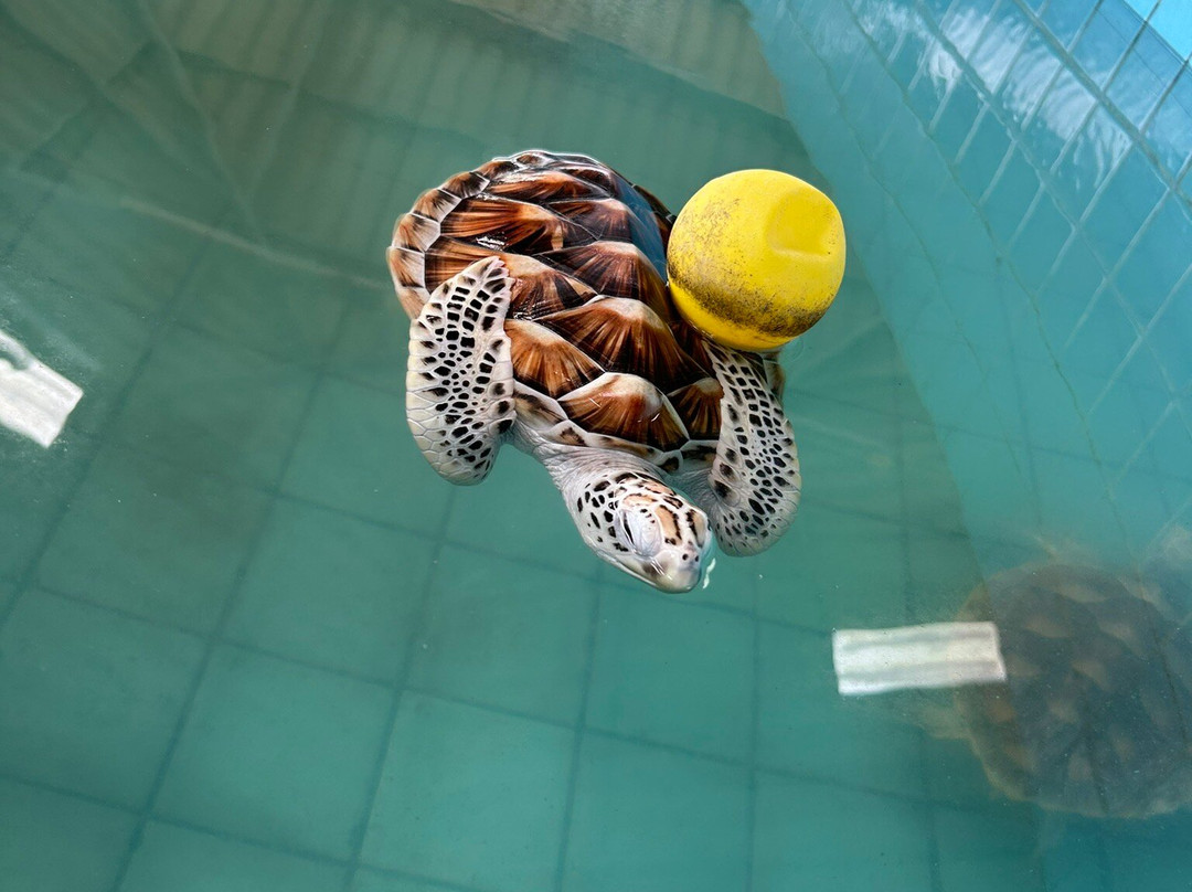 Turtle Conservation Center景点图片