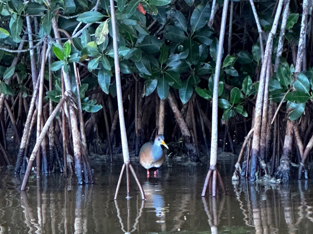 Colectivo Cardenales Premier Yucatán Birding Tours-梅里达必去景点