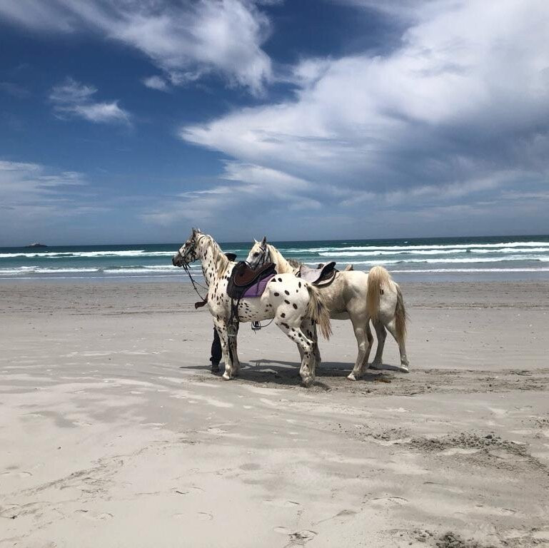 West Coast Horse Trails