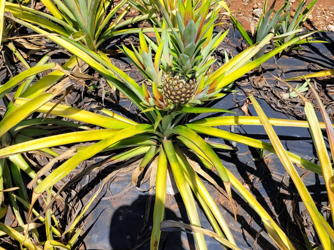Eleuthera Pineapple Farm Tours-伊柳塞拉必去景点