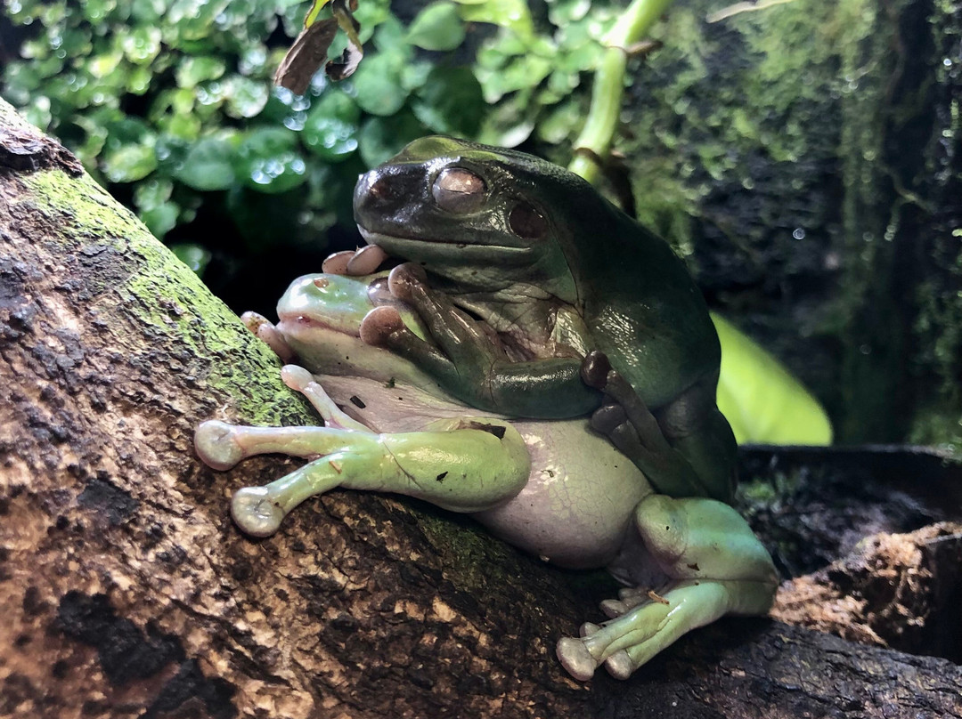 Insectarium de Lizio-Lizio必去景点