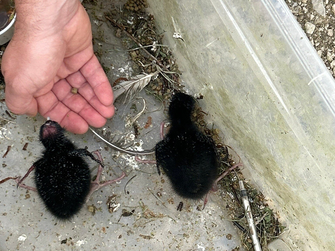 Les Oiseaux du Marais Poitevin景点图片