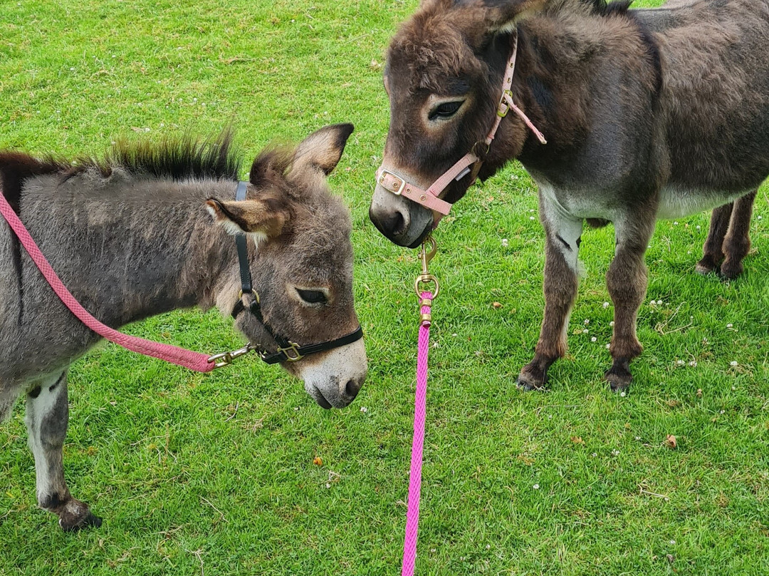 The Donkeys-Balsall Common必去景点