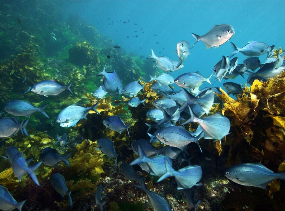 New Zealand Diving-瓦卡沃夫必去景点