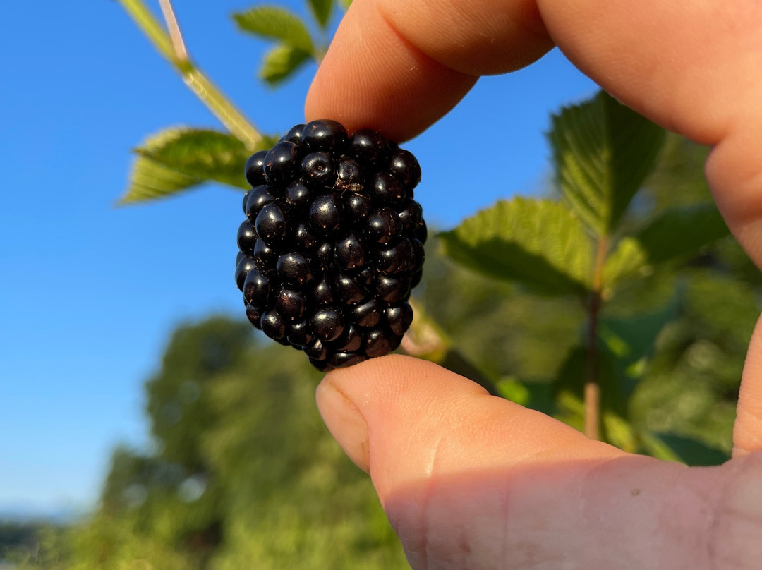 The Ten Acre Garden-Canton必去景点