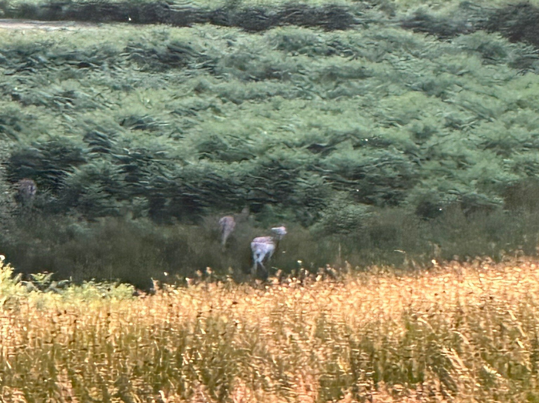 Bolderwood Deer Sanctuary景点图片