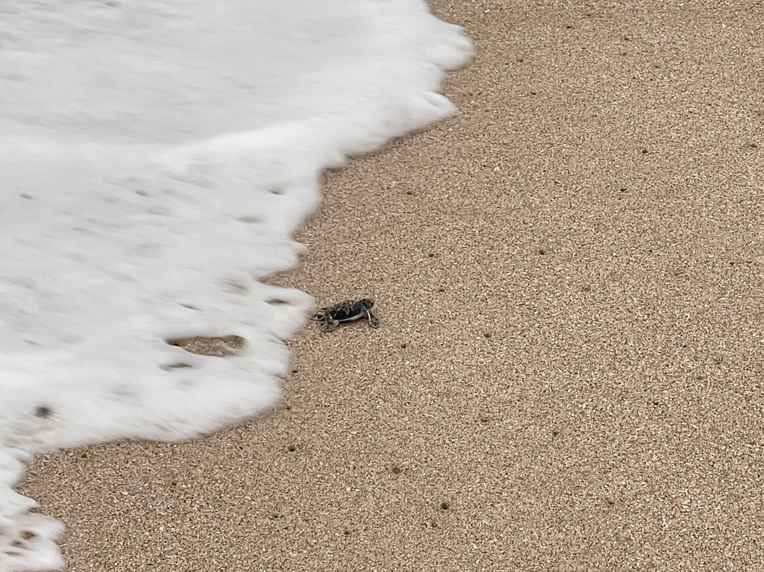 Turtle Beach-Al Hadd必去景点