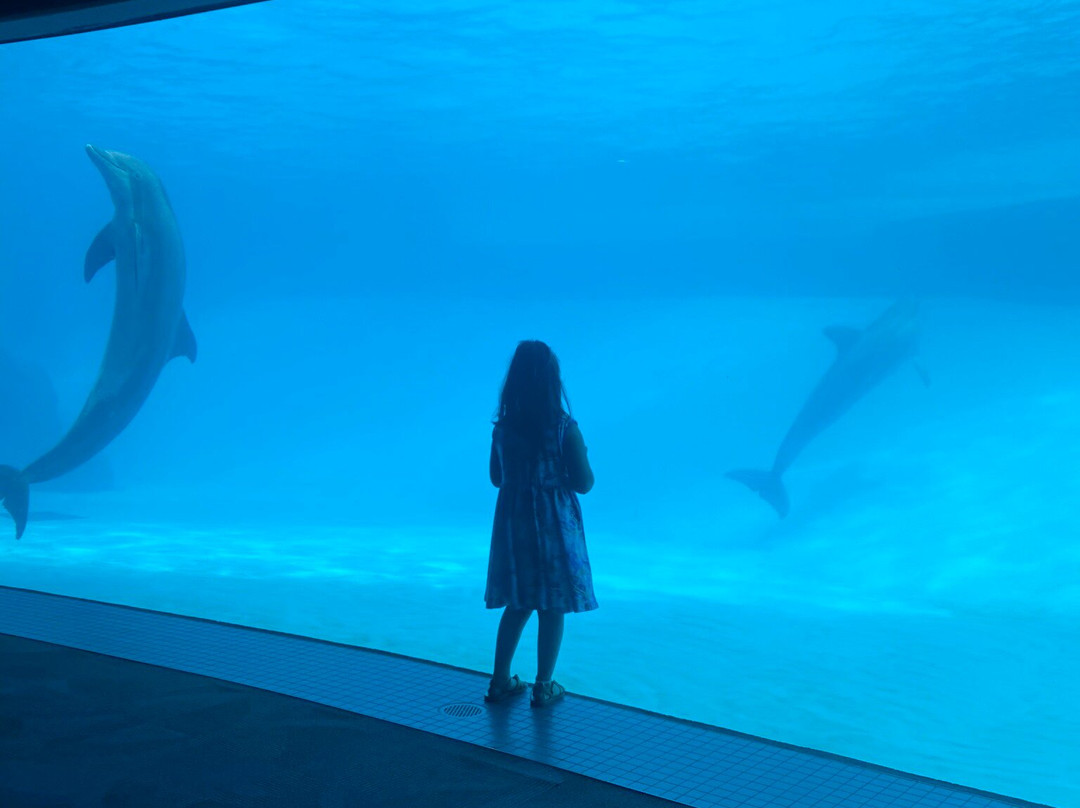 Texas State Aquarium-科珀斯克里斯蒂市必去景点