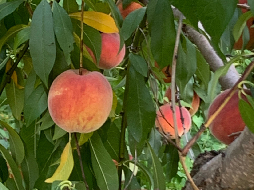 Chiles Peach Orchard-Crozet必去景点