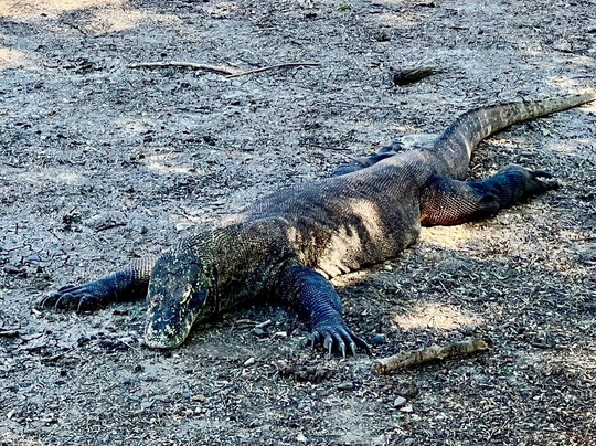 La Galigo Liveaboard-科莫多必去景点
