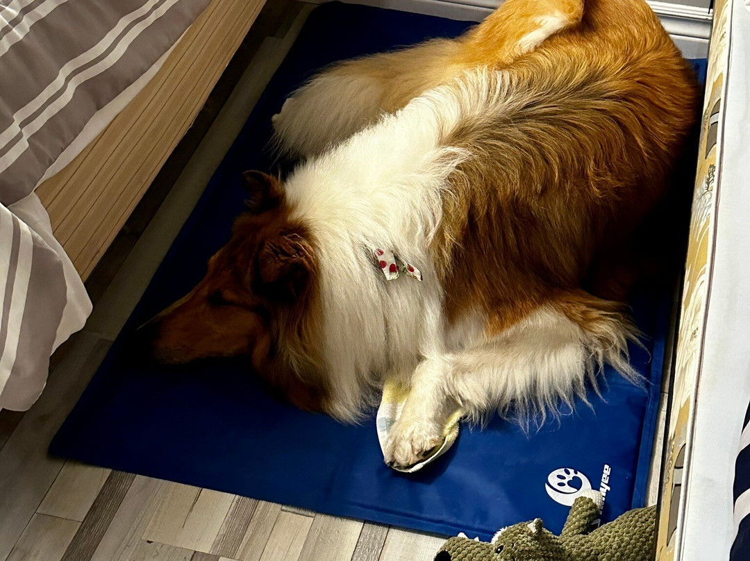 Motel de la Mer主图