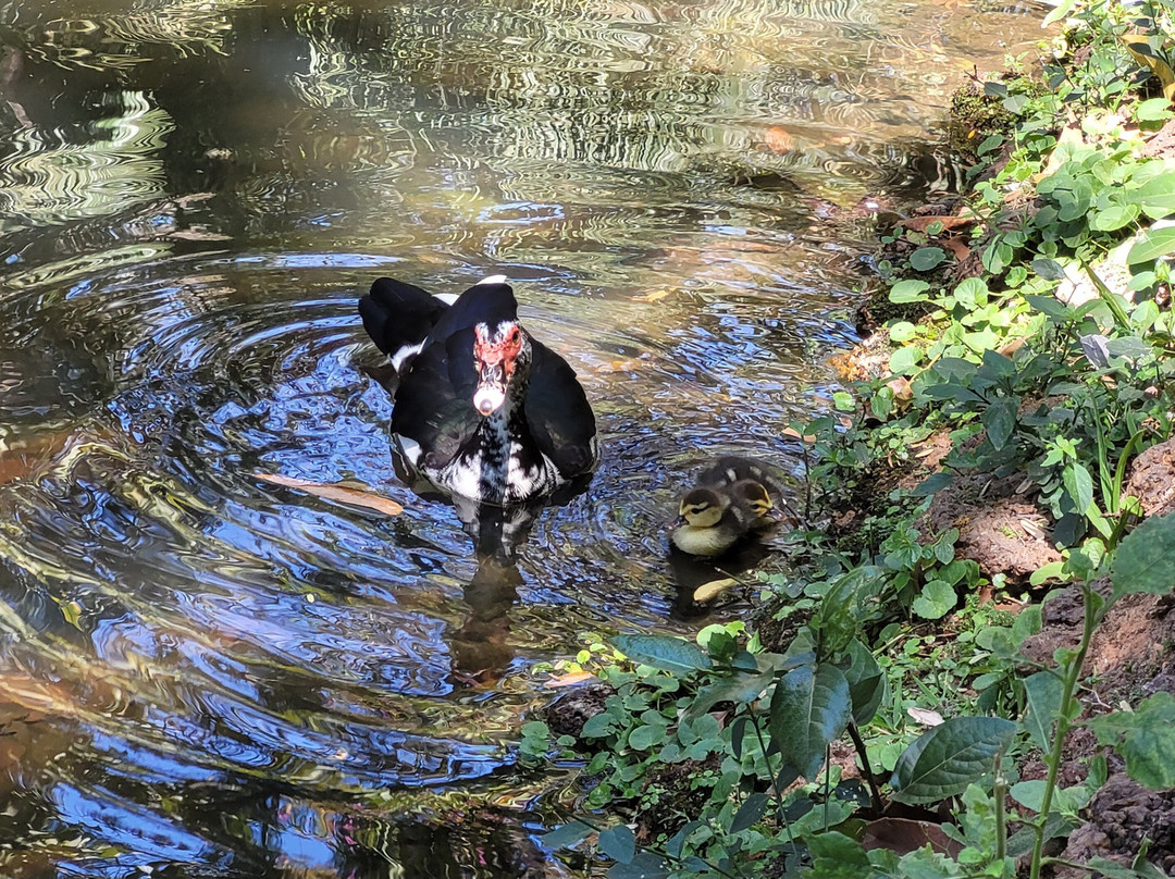 Bosque dos Buritis-戈亚尼亚必去景点