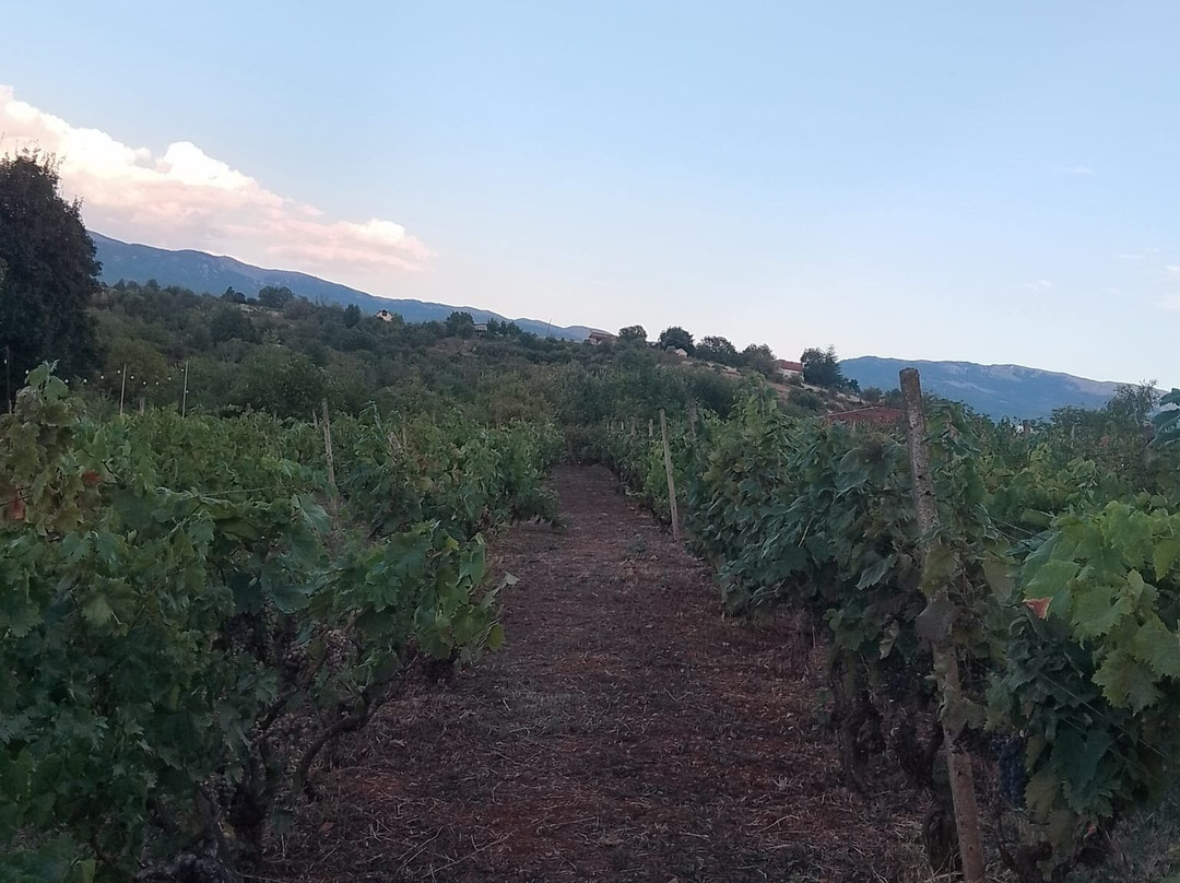 S&S Winery - Ohrid-奥赫里德必去景点