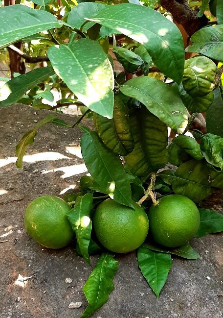 Limonaia Pra dela Fam景点图片
