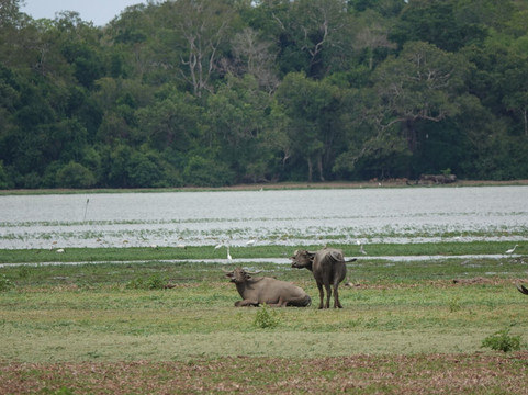 Sri Lankan Taxi and Tours-瓦勒迦玛必去景点