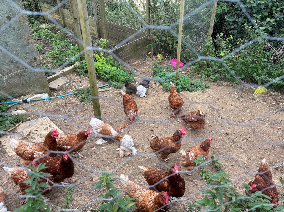 Frampton Farm景点图片
