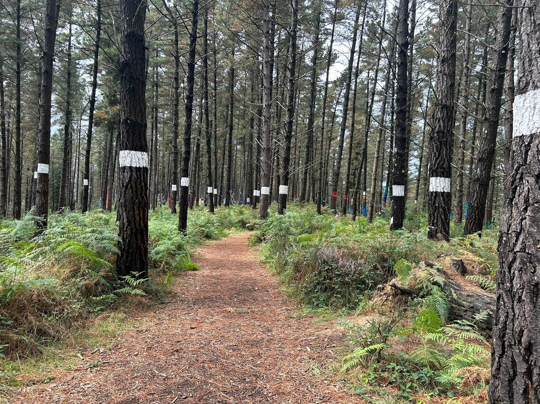 Bosque De Oma景点图片