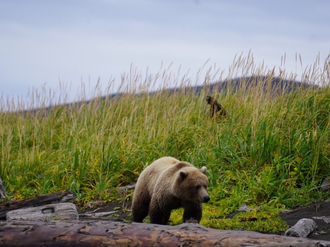 Scenic Bear Viewing-荷马必去景点