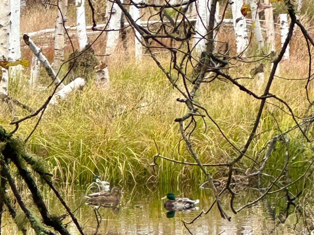 Creamer's Field Migratory Waterfowl Refuge景点图片