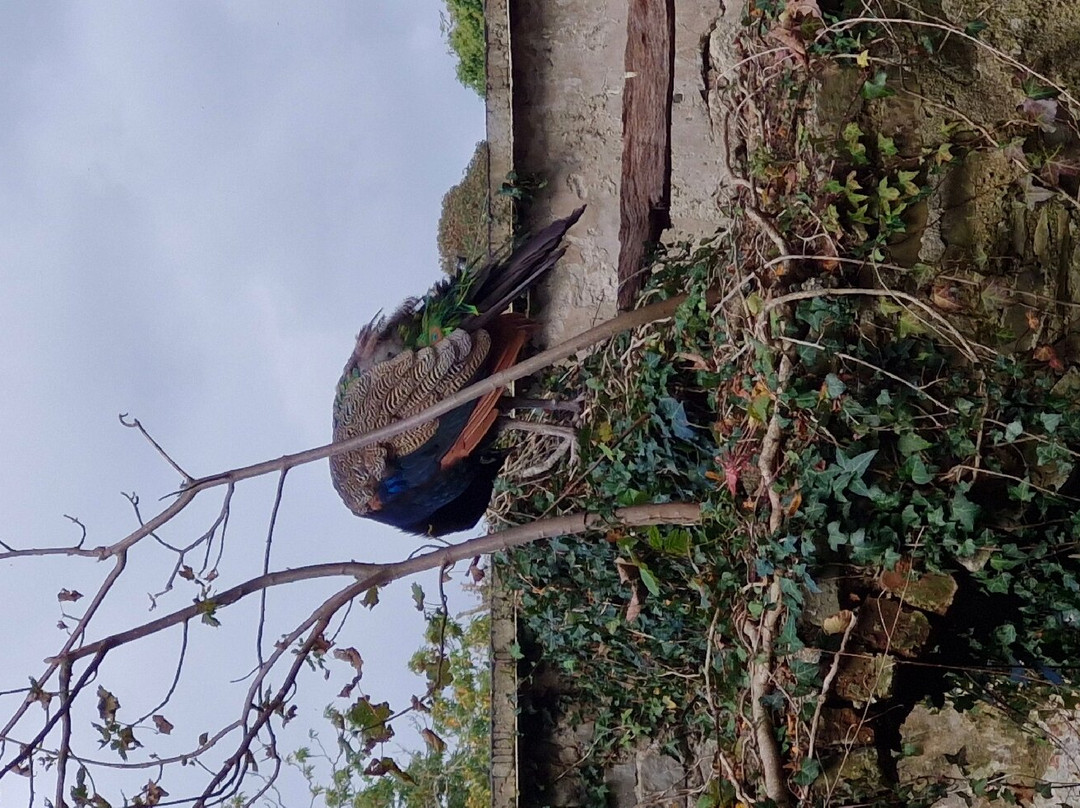 Mountpanther Farm Park景点图片