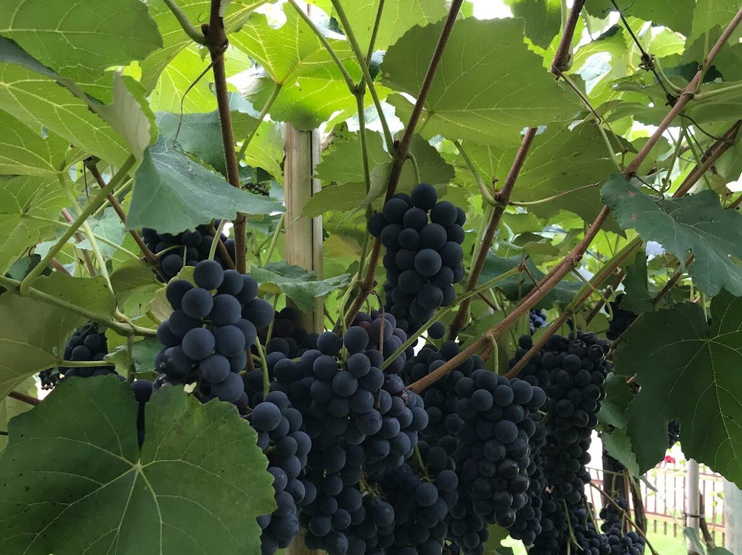 Vinicola Castanho-容迪亚伊必去景点