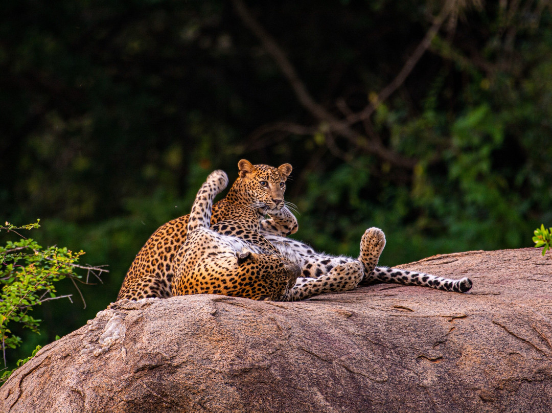 Ceylon Leopard Safari Yala景点图片