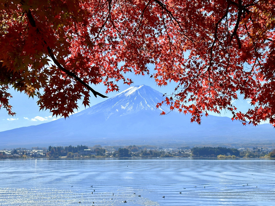 Fuji Lake Kawaguchi Koyo Festival景点图片