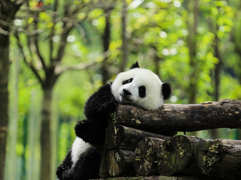 Manjing Travel-成都必去景点